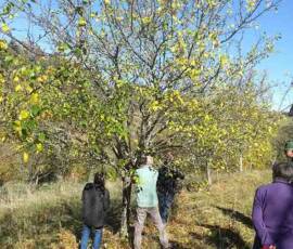 Taille des Arbres à noyaux du 25 octobre 2019 Taille des Arbres à noyaux du 25 octobre 2019 - Avant