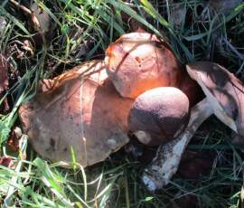 Taille des Arbres à noyaux du 25 octobre 2019 Taille des Arbres à noyaux du 25 octobre 2019 - La surprise du jour