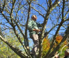 Taille des Arbres à noyaux du 25 octobre 2019 Taille des Arbres à noyaux du 25 octobre 2019 - L'agilité de Christian