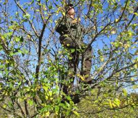 Taille des Arbres à noyaux du 25 octobre 2019 Taille des Arbres à noyaux du 25 octobre 2019 - Pendant !