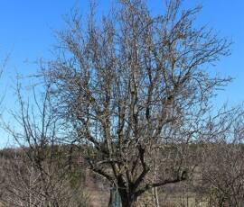 Atelier Taille vieux pommier du 14 mars 2020 Atelier Taille vieux pommier du 14 mars 2020 - Situation à l'arrivée des participants