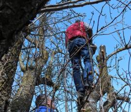 Atelier Taille vieux pommier du 14 mars 2020 Atelier Taille vieux pommier du 14 mars 2020 - Début de la taille
