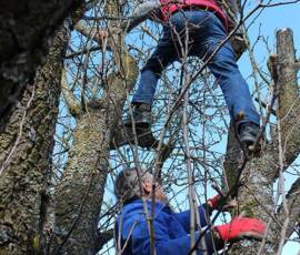 Atelier Taille vieux pommier du 14 mars 2020 Atelier Taille vieux pommier du 14 mars 2020 - Suite de la taille