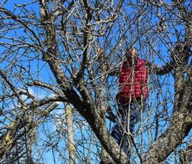 Atelier Taille vieux pommier du 14 mars 2020 Atelier Taille vieux pommier du 14 mars 2020 - Un peu d'acrobatie