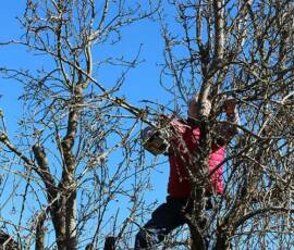 Atelier Taille vieux pommier du 14 mars 2020 Atelier Taille vieux pommier du 14 mars 2020 - La Taille se poursuit