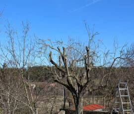 Atelier Taille vieux pommier du 14 mars 2020 Atelier Taille vieux pommier du 14 mars 2020 - Fin de la gymnastique