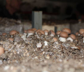 Sortie du 11 mars 2020 à Allenc - Champignonnière - Les champignons 1