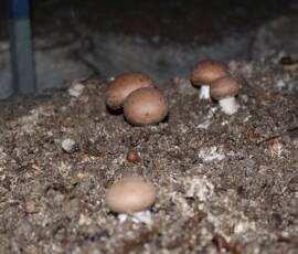 Sortie du 11 mars 2020 à Allenc - Champignonnière - Les champignons 1