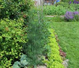 RDV chez Marie-France le samedi 16 mai 2020 RDV chez Marie-France le samedi 16 mai 2020 à partir de 14h00 pour la récupération des plants