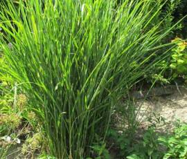 Sortie 2020 à La Panouse chez Didier Baduel - Miscanthus Zebrinus