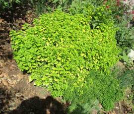 Sortie 2020 à La Panouse chez Didier Baduel - Parietaria officinalis