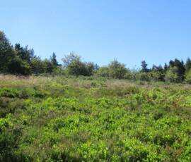 Sortie arboretum Scientifique Curie au col des 3 soeurs du 4 juillet 2020 - A mi-pente sur le versant Est