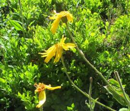 Sortie arboretum Scientifique Curie au col des 3 soeurs du 4 juillet 2020 - Arnica sauvage