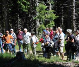 Sortie arboretum Scientifique Curie au col des 3 soeurs du 4 juillet 2020 - Au fond du bois