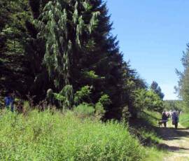 Sortie arboretum Scientifique Curie au col des 3 soeurs du 4 juillet 2020 - Autre variété d'épicéa