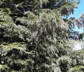 Sortie arboretum Scientifique Curie au col des 3 soeurs du 4 juillet 2020 - Beau spécimen