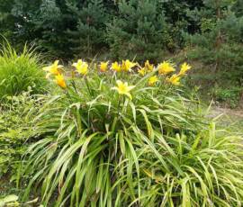 Sortie du 15 juillet chez Christian Lyotard à Pradelles - Hemerocallis jaune