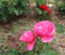 Sortie du 15 juillet chez Christian Lyotard à Pradelles - Zoom sur rosier rose