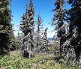 Sortie arboretum Scientifique Curie au col des 3 soeurs du 4 juillet 2020 - Hélas !