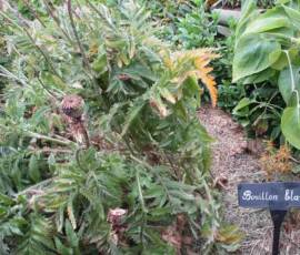 Sortie du 15 juillet chez Jean Calderon au Pestel - "Bouillon blanc" dans les carrés dédiés aux plantes médicinales