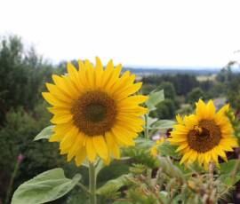 Sortie du 15 juillet chez Jean Calderon au Pestel - Les tournesols à germination spontanée
