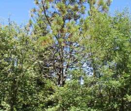 Sortie arboretum Scientifique Curie au col des 3 soeurs du 4 juillet 2020 - Pin sylvestre