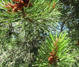 Sortie arboretum Scientifique Curie au col des 3 soeurs du 4 juillet 2020 - Terminaison pin sylvestre