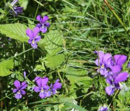 Sortie arboretum Scientifique Curie au col des 3 soeurs du 4 juillet 2020 - Violettes en bordure de sentier