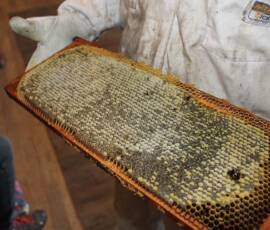 Visite chez Rachel Ligier, apicultrice à Châteauneuf de Randon du 26 septembre 2020 - Alvéoles de nectar