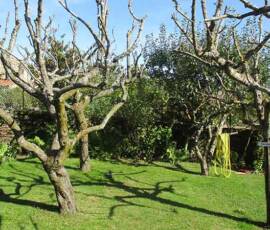 Atelier "taille des arbres à noyaux" du 07 octobre 2020 - Fin de chantier