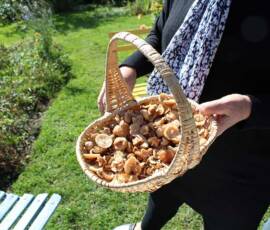 Atelier "taille des arbres à noyaux" du 07 octobre 2020 - Mousserons du jour sur place