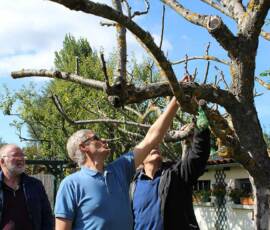 Atelier "taille des arbres à noyaux" du 07 octobre 2020 - On discute des bourgeons 2021