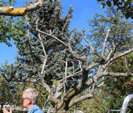 Atelier "taille des arbres à noyaux" du 07 octobre 2020 - Situation APRES