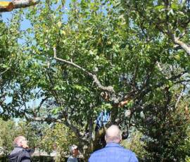 Atelier "taille des arbres à noyaux" du 07 octobre 2020 - Situation AVANT