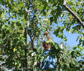 Atelier "taille des arbres à noyaux" du 07 octobre 2020 - Situation PENDANT