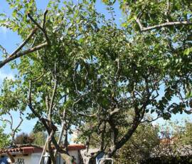 Atelier "taille des arbres à noyaux" du 07 octobre 2020 - Y'a du boulot !