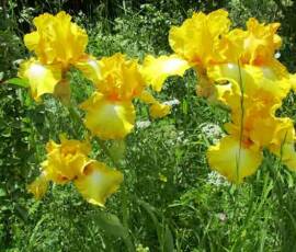 Sortie Ardéchoise du 25 mai 2021 - 15 Iris jaunes