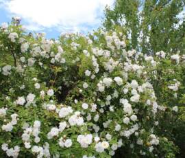 Sortie Ardéchoise du 25 mai 2021 - 26 Rosier blanc à petites fleurs