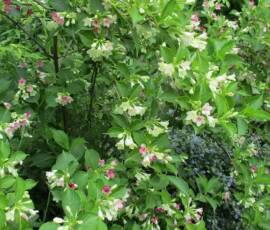 Sortie Ardéchoise du 25 mai 2021 - 28 Weigela florida