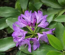 Sortie Ardéchoise du 25 mai 2021 - 32 Rhododendron mauve