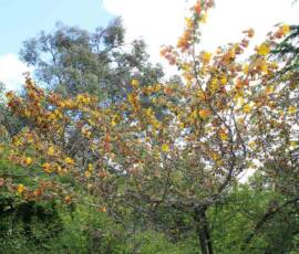 Sortie Ardéchoise du 25 mai 2021 - 38 Fremontodendron