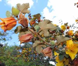 Sortie Ardéchoise du 25 mai 2021 - 39 Fremontodendron californicum