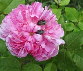 Sortie Ardéchoise du 25 mai 2021 - 40 Pivoines