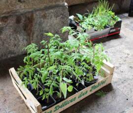 Atelier Troc de printemps de plantes & de plants en date du samedi 15 mai 2021 - Quelques plants de tomates ...