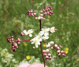 Sortie Ardéchoise du 25 mai 2021 - 9 Saxifrage - Orpin Blanc