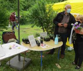 25ième Fête des plantes à Chavaniac Lafayette WE des 5 & 6 juin 2021 - 10 Stand de Joseph MARTEL sur les Chrysanthèmes