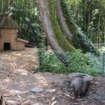 Sortie à Anduze du 16 juin 2021 - ... et ses cochons noirs