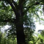 Sortie à Anduze du 16 juin 2021 - Chêne de l'âge du parc - 160 ans