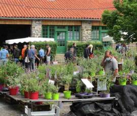 25ième Fête des plantes à Chavaniac Lafayette WE des 5 & 6 juin 2021 - 4 Quelques stands plantes vivaces