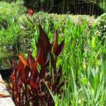 Sortie à Anduze du 16 juin 2021 - allée du jardin japonais
